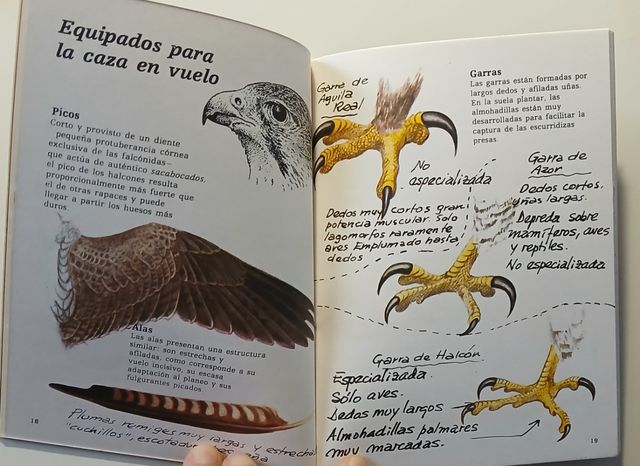 Halcones y cernícalos