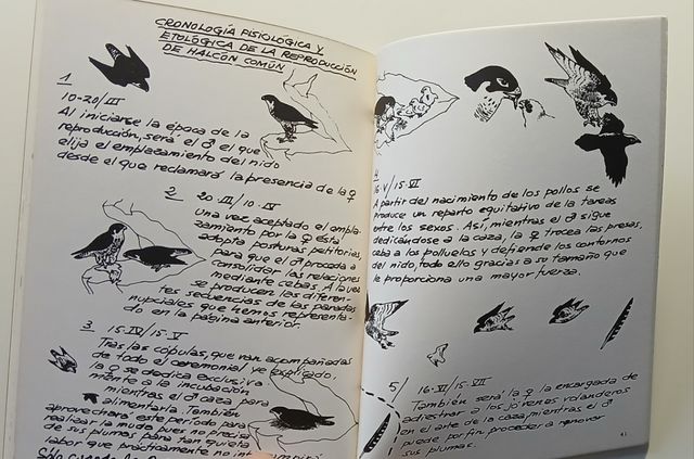 Halcones y cernícalos