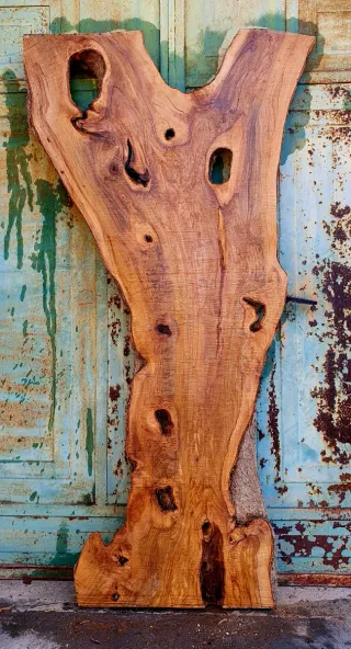 Asse di olivastro selvatico Salentino Denominata 2