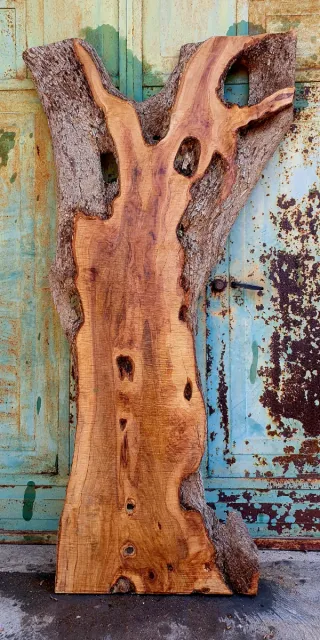 Asse di olivastro selvatico Salentino Denominata 2