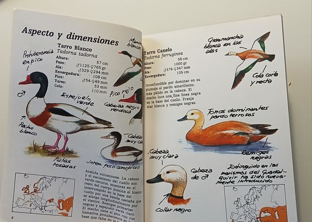 Cuadernos de Campo, 48. Cisnes y gansos