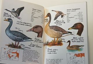 Cuadernos de Campo, 48. Cisnes y gansos