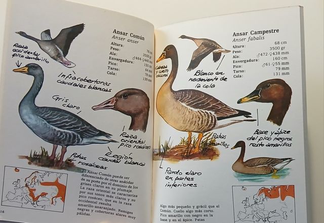 Cuadernos de Campo, 48. Cisnes y gansos