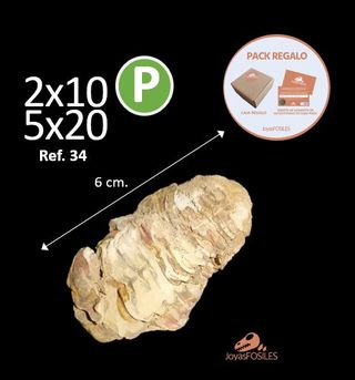 Fósil Trilobites Ref. 34