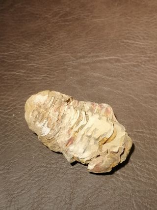 Fósil Trilobites Ref. 34