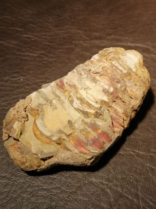 Fósil Trilobites Ref. 34