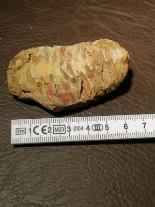 Fósil Trilobites Ref. 34