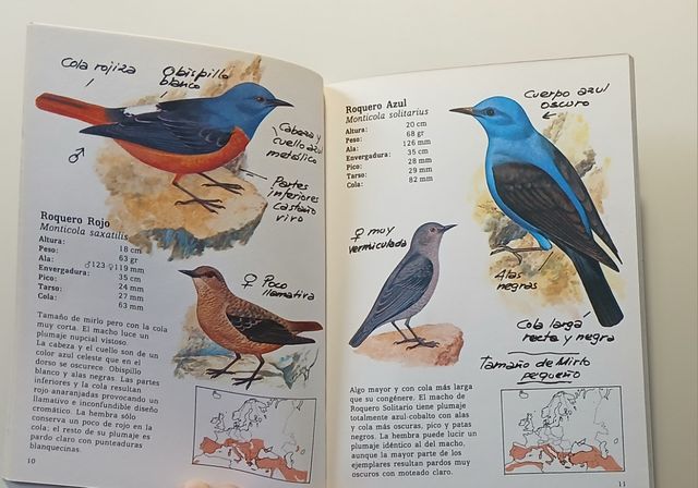 Pájaros de montaña