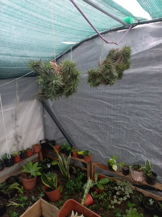 Plantas aéreas Tillandsia