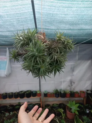 Plantas aéreas Tillandsia