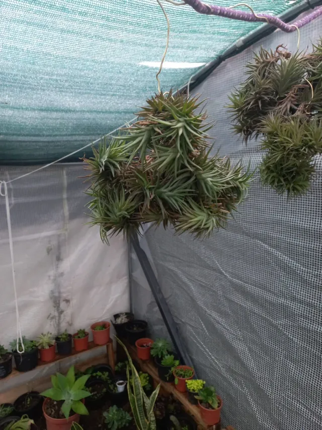 Plantas aéreas Tillandsia