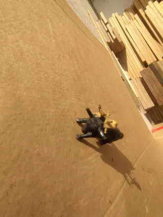 Statua toro corna oro metallo