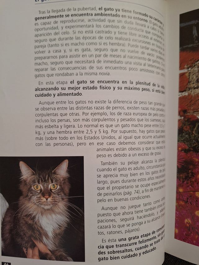 El Gato, manejo y cuidados