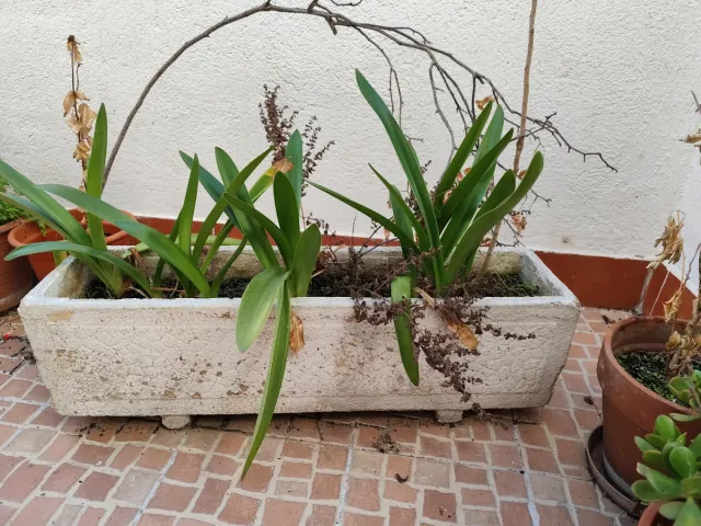 Macetero rectangular con plantas