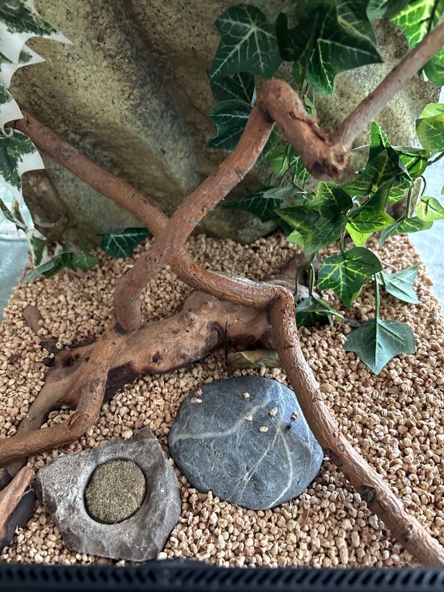 Terrario para reptiles/anfibios