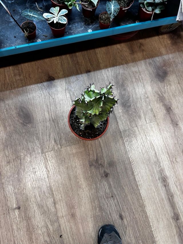 Euphorbia Marmorata Variegata