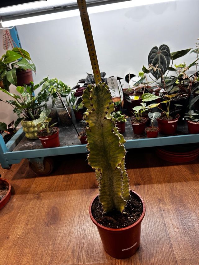 Euphorbia Marmorata Variegata