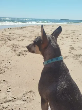 Perra Bodeguero murciana para monta