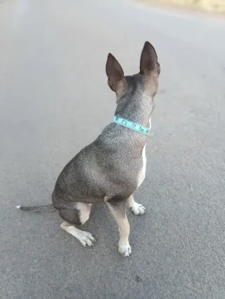 Perra Bodeguero murciana para monta