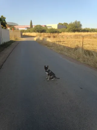 Perra Bodeguero murciana para monta