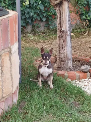 Perra Bodeguero murciana para monta