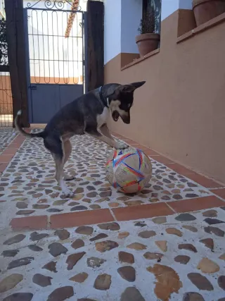 Perra Bodeguero murciana para monta