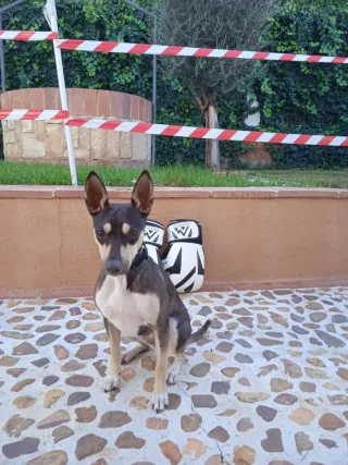 Perra Bodeguero murciana para monta