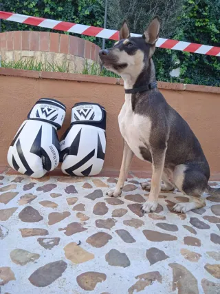 Perra Bodeguero murciana para monta