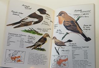 Pájaros del bosque III cuaderno de Campo del Dr...