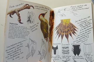 Pájaros carpinteros