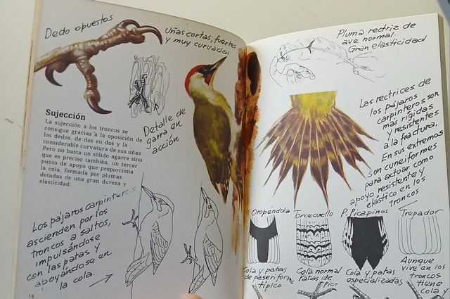 Pájaros carpinteros