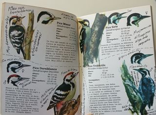 Pájaros carpinteros