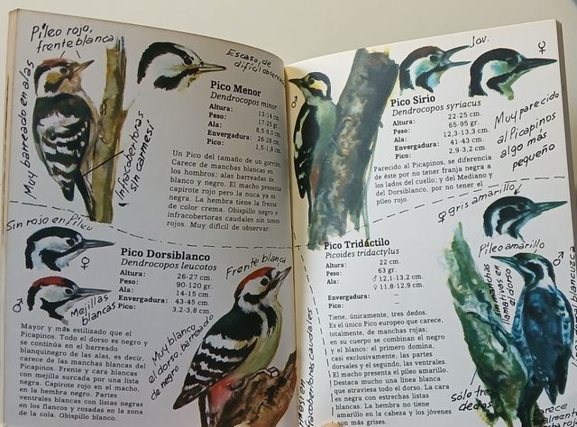 Pájaros carpinteros