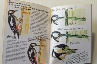 Pájaros carpinteros