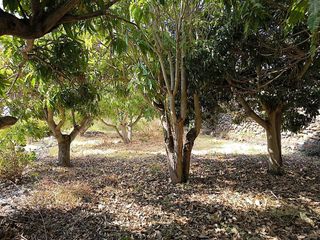 Solar en venta en Santa Cruz de la Palma