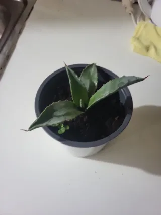 Planta de interior Sansevieria