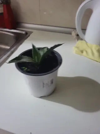 Planta de interior Sansevieria