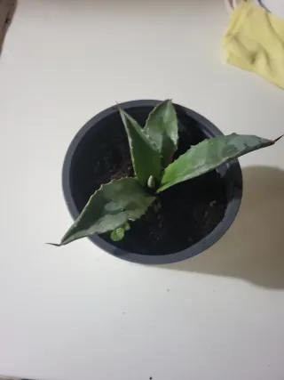 Planta de interior Sansevieria