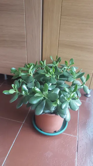 Planta Jade en maceta Recoger en mano