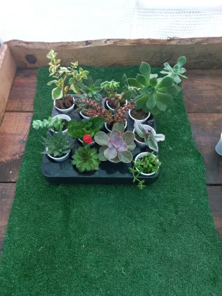 Lote de 12 Plantas Suculentas Variadas
