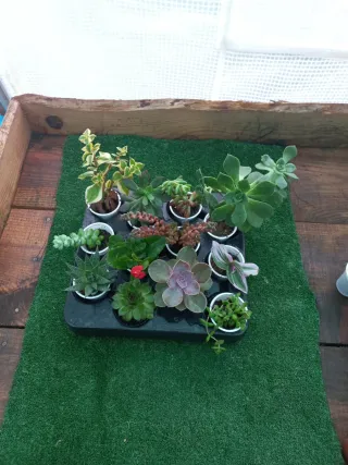 Lote de 12 Plantas Suculentas Variadas