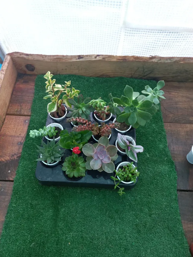 Lote de 12 Plantas Suculentas Variadas