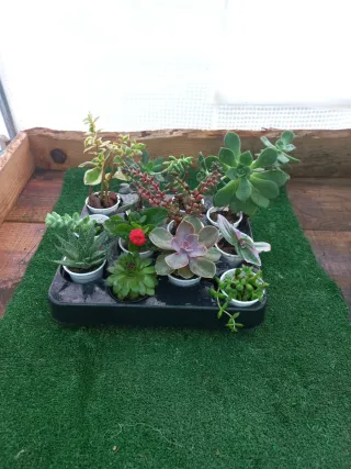Lote de 12 Plantas Suculentas Variadas
