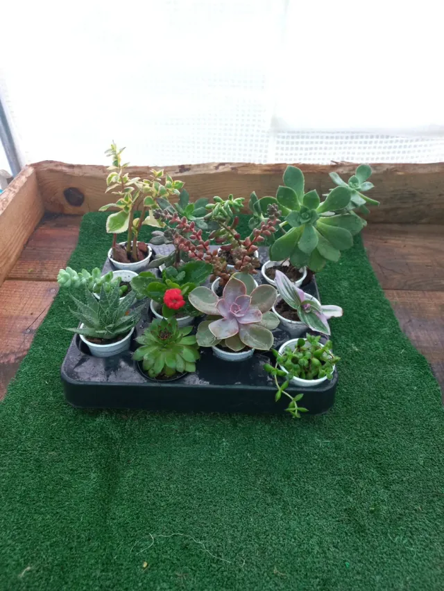 Lote de 12 Plantas Suculentas Variadas