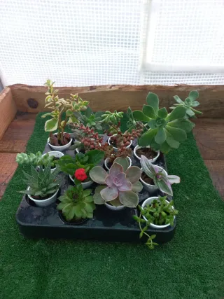 Lote de 12 Plantas Suculentas Variadas
