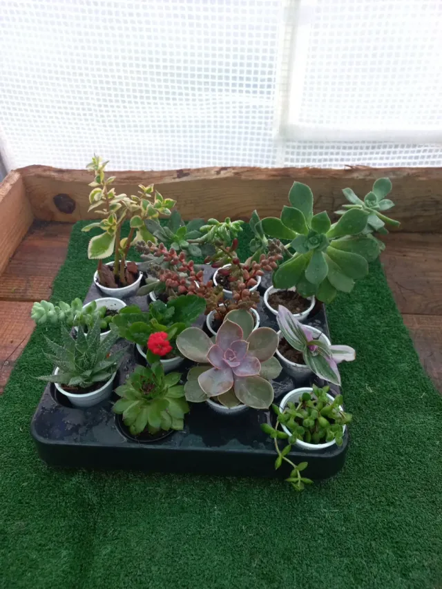 Lote de 12 Plantas Suculentas Variadas
