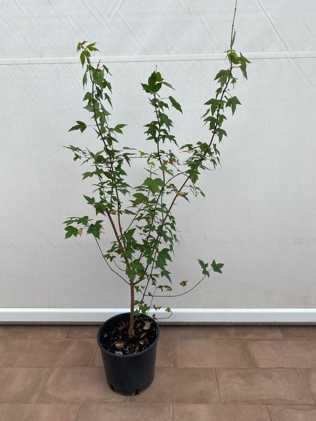 Acero tridente in vaso