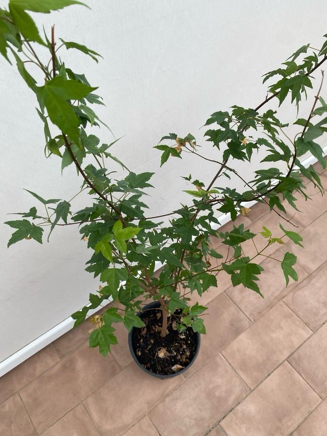 Acero tridente in vaso