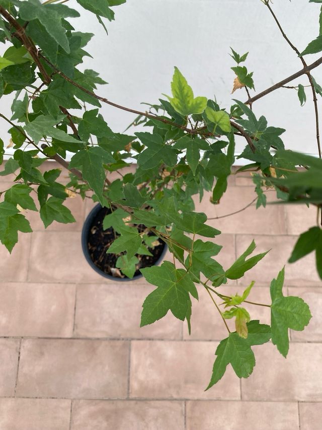 Acero tridente in vaso