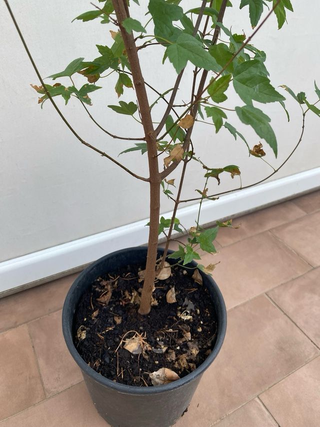 Acero tridente in vaso